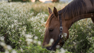 Can I Sue If I Was Injured In A Horseback Riding Accident?